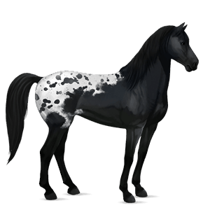 ridhäst lusitano mörkfux
