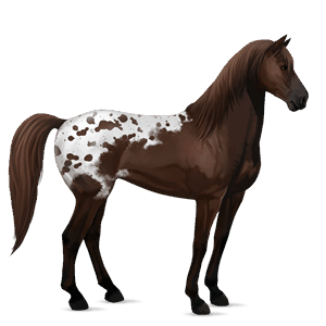 ridhäst lusitano mörkbrun
