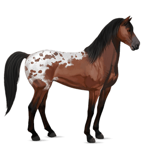 ridhäst lusitano gulvit