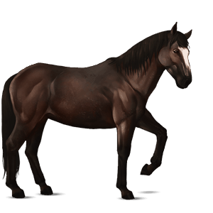 ridhäst mustang mörkbrun