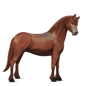 ponny fjording gulblack