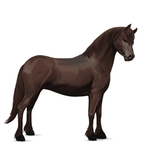 ponny mörkfux