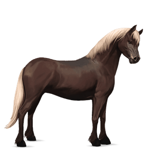 ponny shetlandsponny mörkbrun