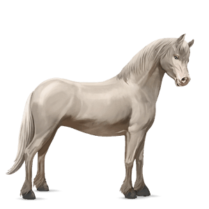 ponny shetlandsponny gulvit