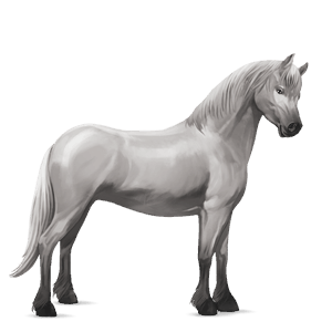 ponny welshponny avblekbar skimmel