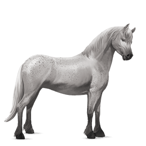 ponny haflinger isabell