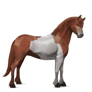 ponny haflinger isabell