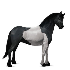 ponny kerry bog svart tobiano