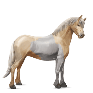 ponny shetlandsponny isabell