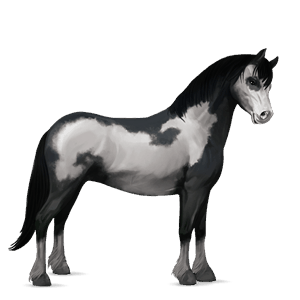 ponny shetlandsponny fux