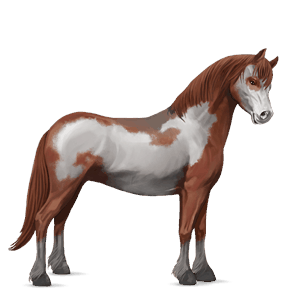 ponny haflinger isabell