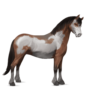 ponny shetlandsponny mörkfux
