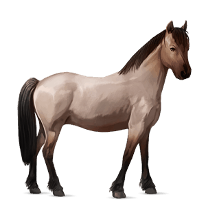 ridhäst trakehner brun