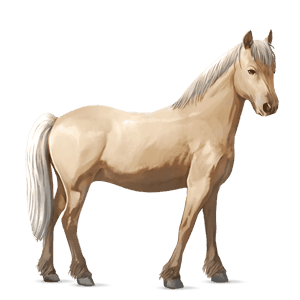 ponny haflinger isabell
