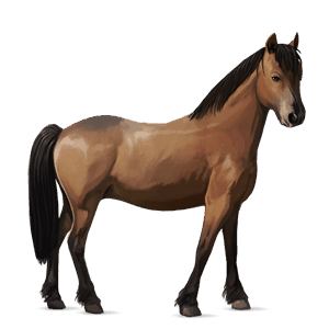 ponny highlandponny brun