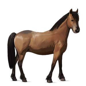 ponny welshponny apelgrå