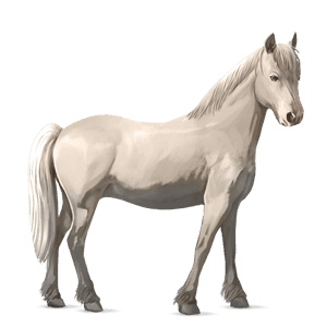 ponny welshponny avblekbar skimmel