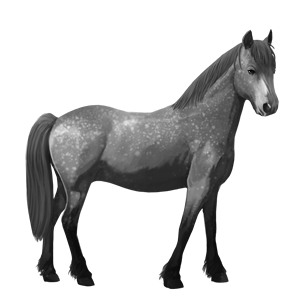 ponny welshponny apelgrå