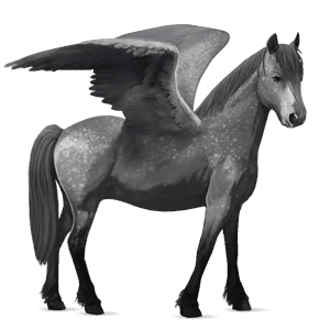 pegasus-ponny newfoundland-ponny apelgrå