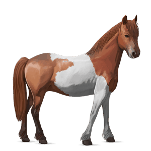 ponny kerry bog fux tobiano
