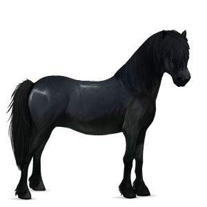 ponny shetlandsponny svart
