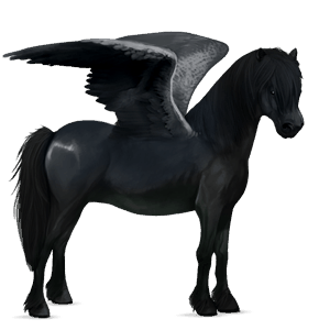 pegasus-ponny belgisk ridponny svart