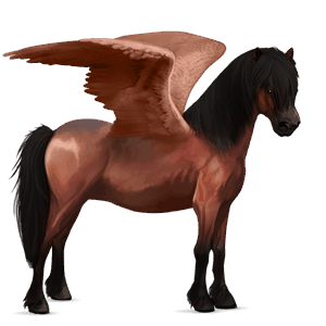 pegasus-ponny newfoundland-ponny körsbärsbrun