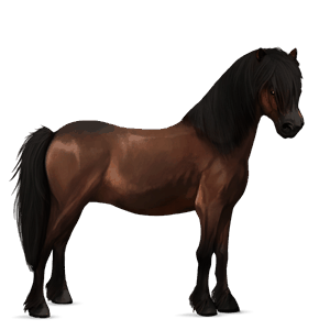 ponny mörkbrun