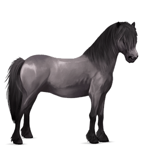 ponny shetlandsponny mörkbrun