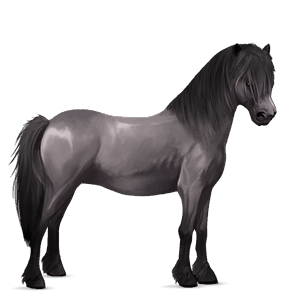 ponny highlandponny musblack