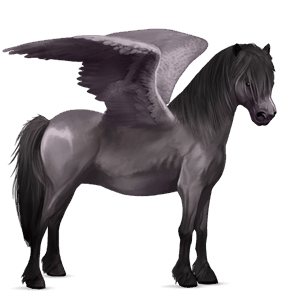 pegasus-ponny musblack