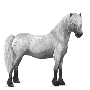ponny apelgrå