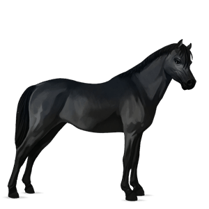 ponny shetlandsponny brun