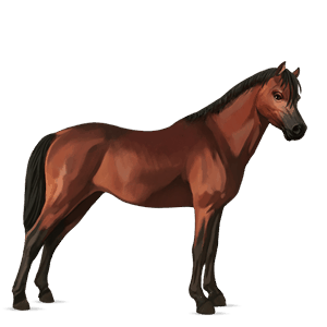 ponny welshponny brun