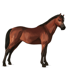 ponny newfoundland-ponny brun