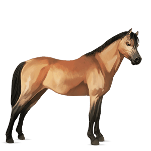 ponny haflinger linfux 