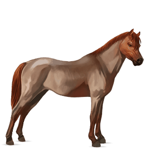 ponny welshponny rödskimmel