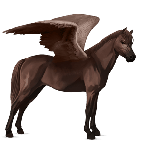 pegasus-ponny connemara mörkfux