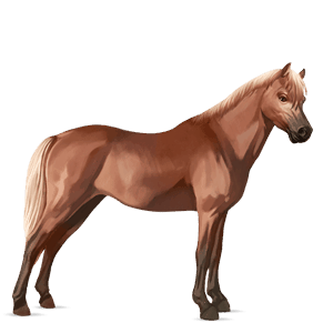 ridhäst trakehner linfux 