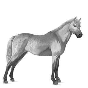 ponny welshponny avblekbar skimmel