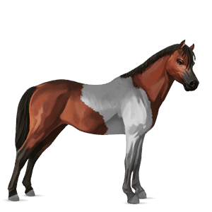 ponny welshponny körsbärsbrun