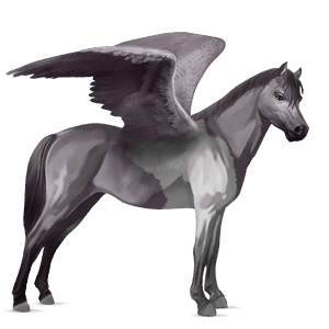 pegasus-ponny shetlandsponny mörkbrun