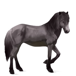 ridhäst lusitano gulvit