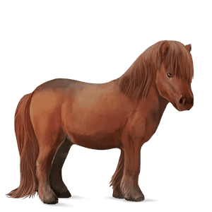 ponny shetlandsponny fux