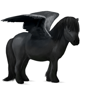 pegasus-ponny shetlandsponny svart