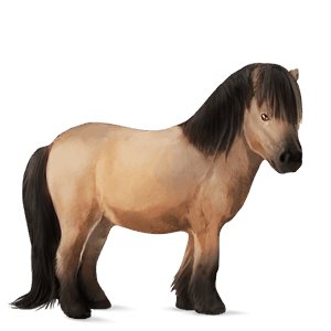 ponny shetlandsponny gulbrun