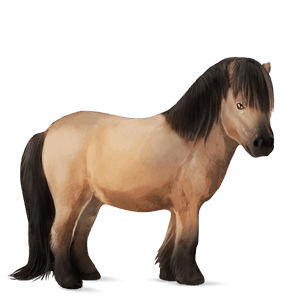 ponny shetlandsponny brun