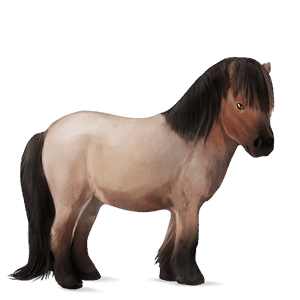 ponny shetlandsponny konstantskimmel