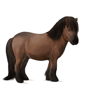 ponny shetlandsponny brun