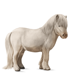 ponny shetlandsponny brun tobiano